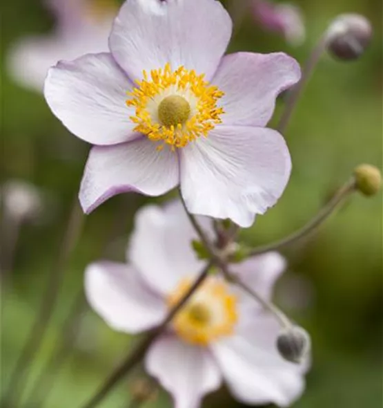 Anemone hupehensis