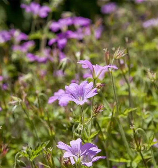 Geranium macrorrhizum