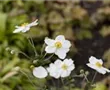 Garten-Herbst-Anemone