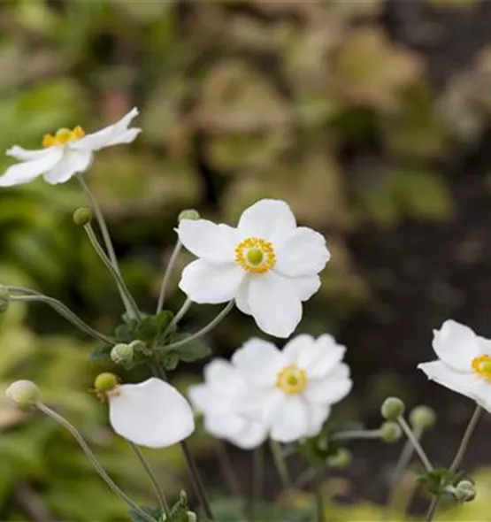 Anemone japonica