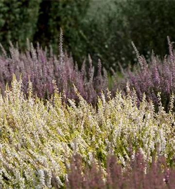 Calluna vulgaris