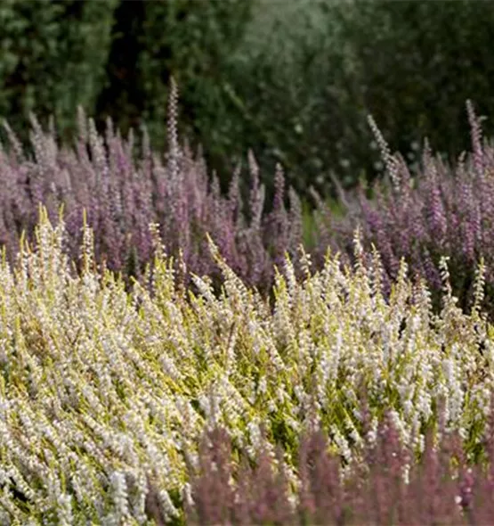 Calluna vulgaris