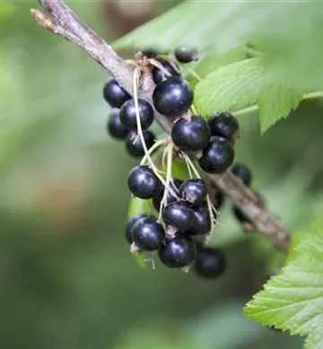 Ribes nigrum