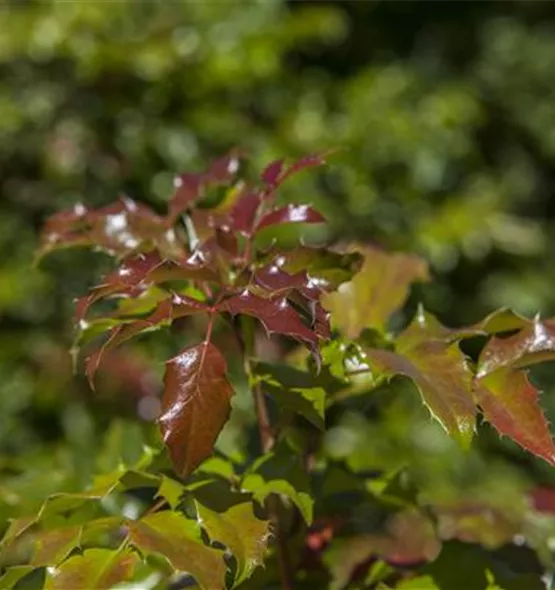 Mahonia aquifolium