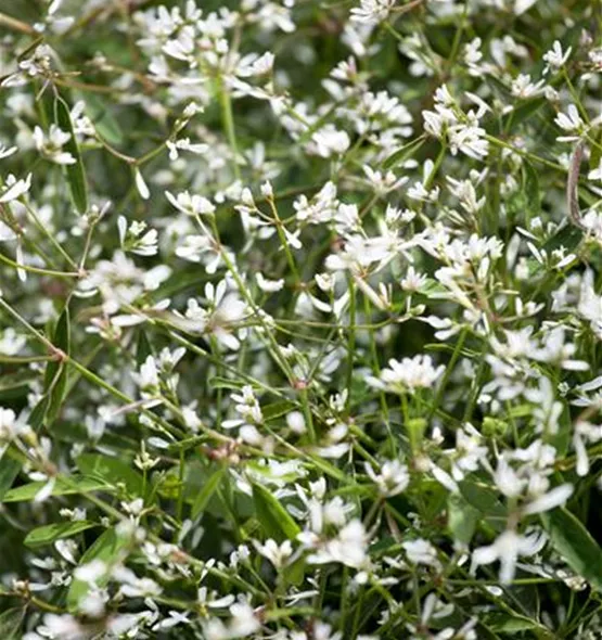 Euphorbia hypericifolia