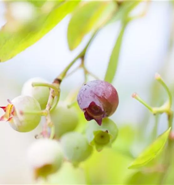 Vaccinium vitis-idaea