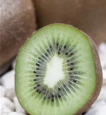 Actinidia chinensis