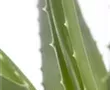 Echte Aloe