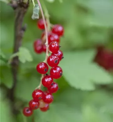 Ribes rubrum