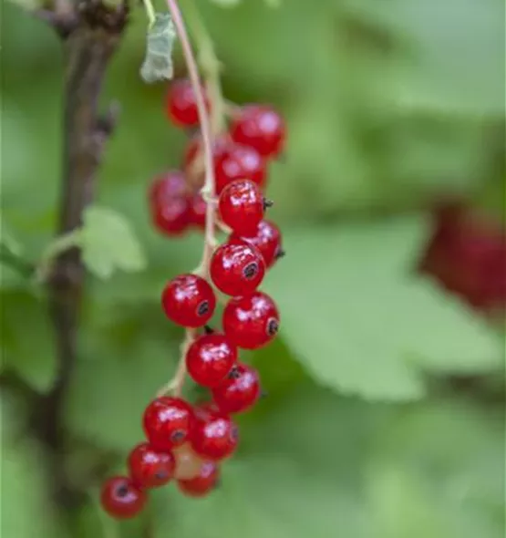 Ribes rubrum