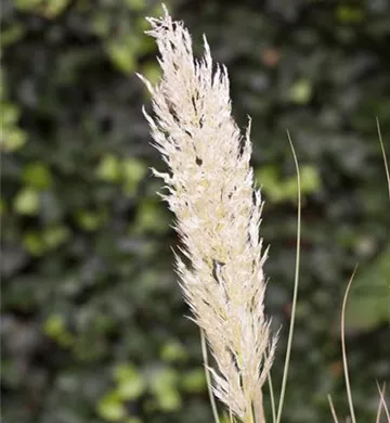 Cortaderia selloana