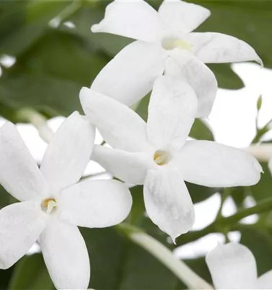 Jasminum polyanthum