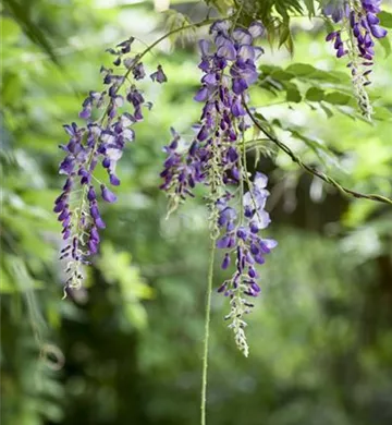 Wisteria floribunda