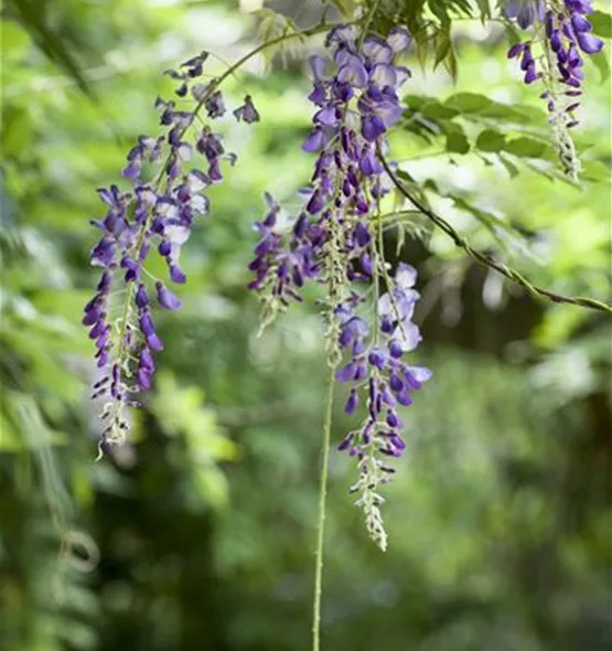 Wisteria floribunda