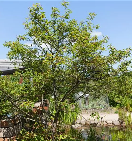 Amelanchier lamarckii