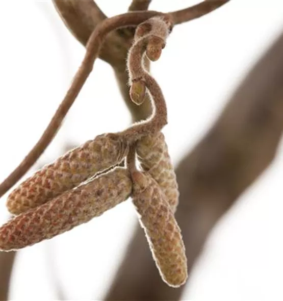 Corylus avellana