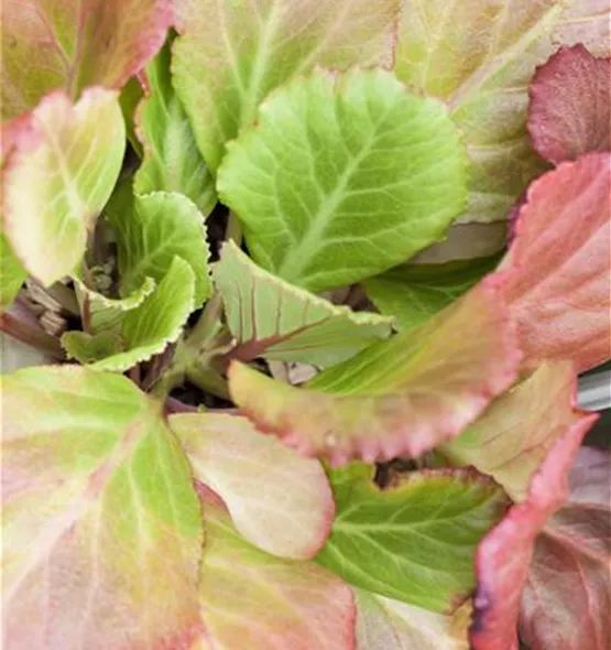 Bergenia cordifolia