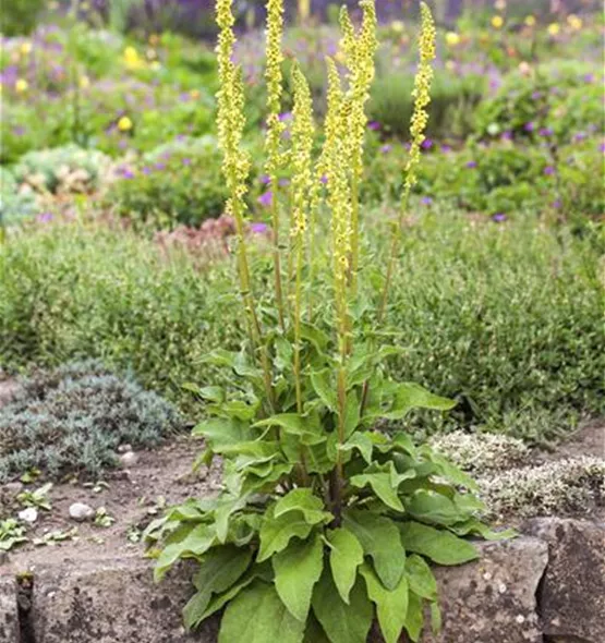 Verbascum nigrum