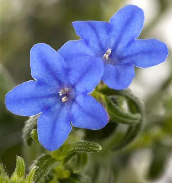 Lithodora diffusa