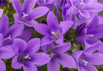 Die Glockenblume als perfekter Nachbar im Garten