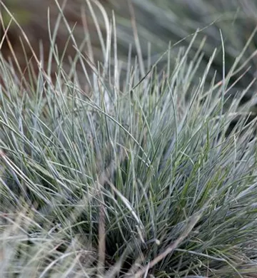 Festuca cinerea