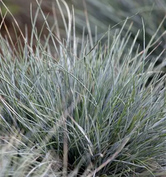 Festuca cinerea