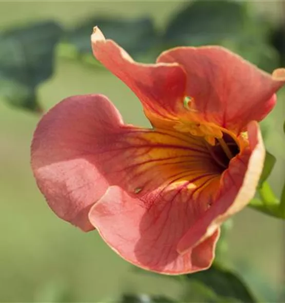 Campsis radicans