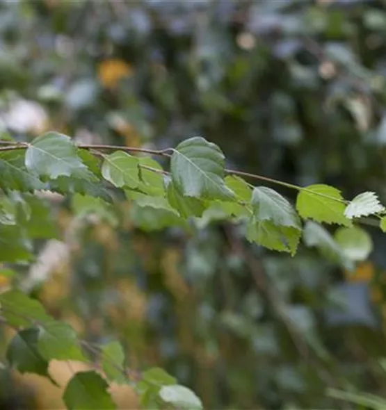 Betula pendula