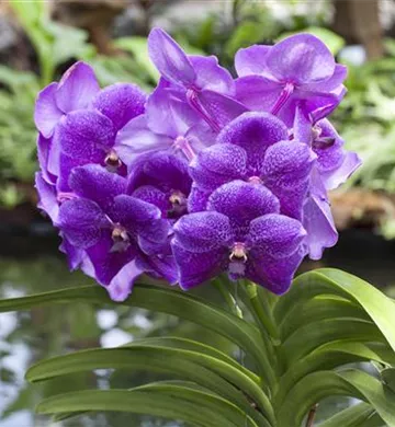 Vanda