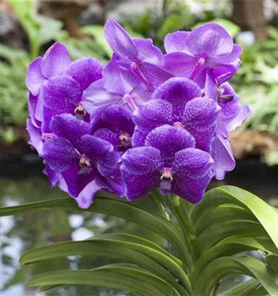 Vanda