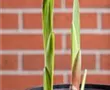 Gladiole