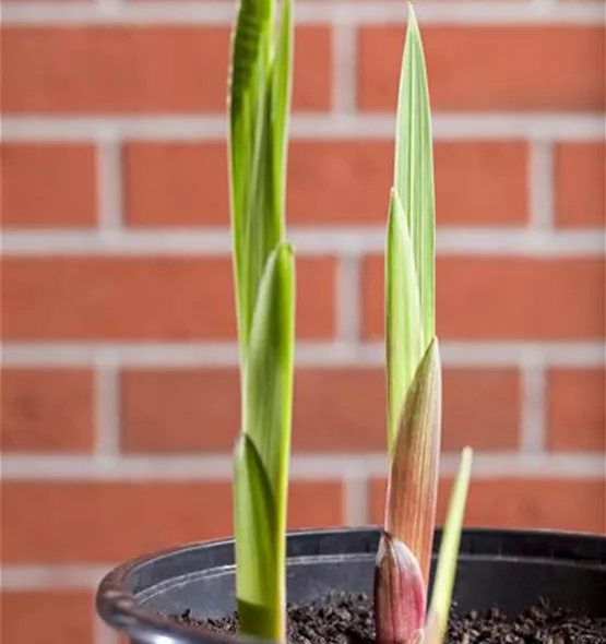 Gladiolus