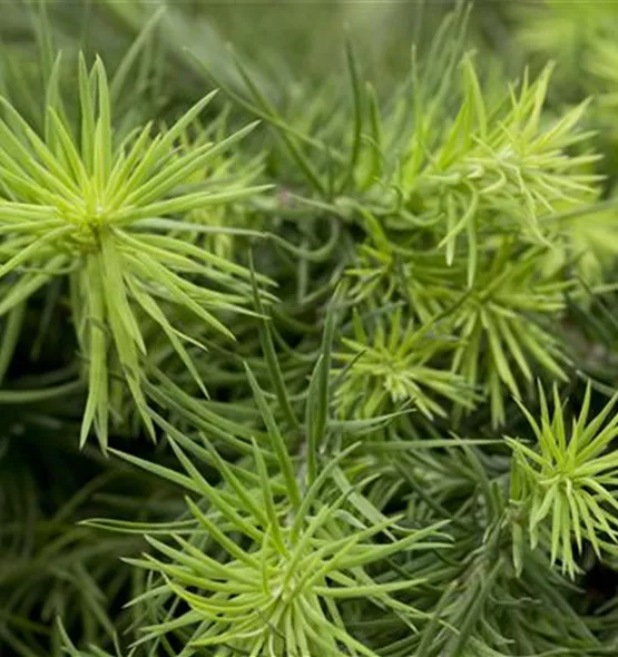 Larix kaempferi