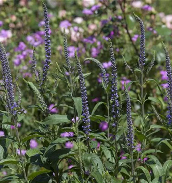 Veronica spicata