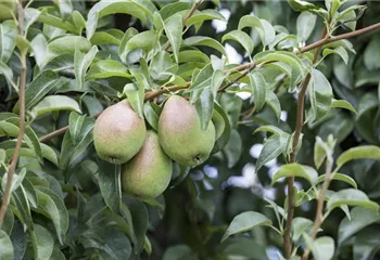 So bereichern diese vitaminreichen Obstpflanzen jeden Garten