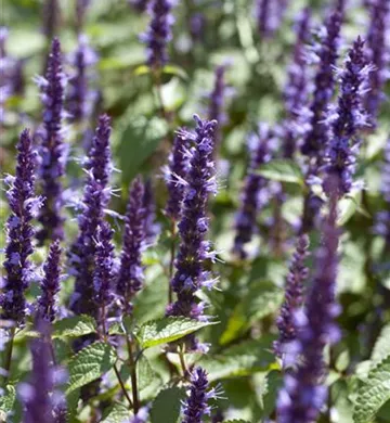 Agastache hybrid