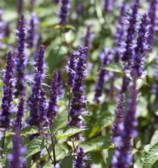 Agastache hybrid