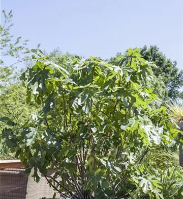 Ficus carica