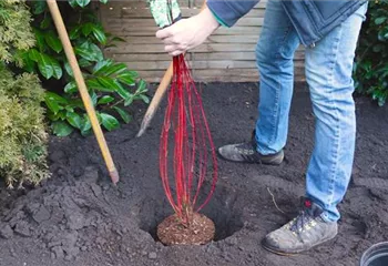 Hartriegel - Einpflanzen im Garten