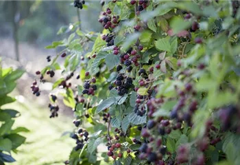 Brombeeren – wilde Leckereien mit langer Tradition