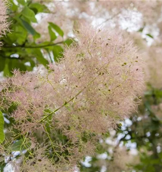 Cotinus coggygria