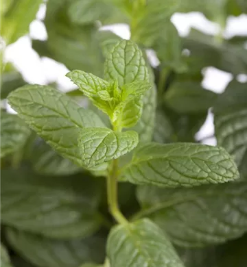 Mentha spicata