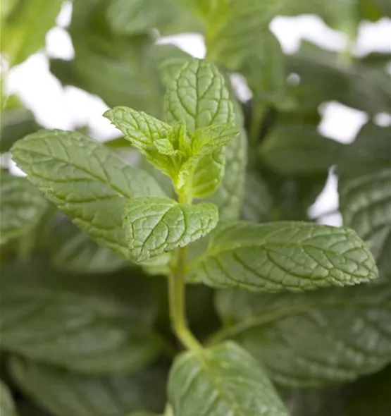 Mentha spicata