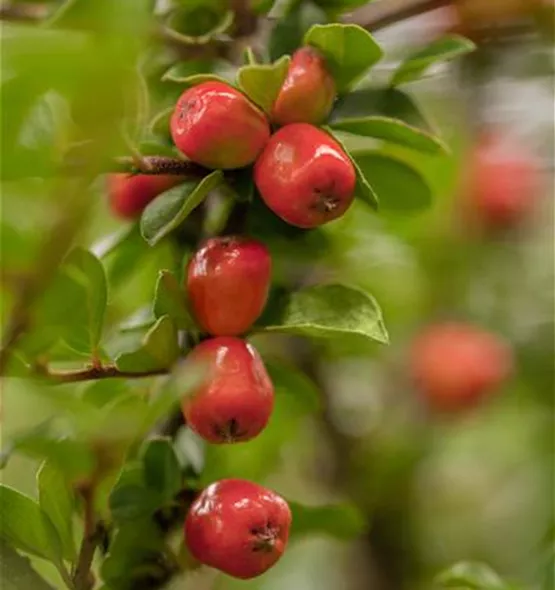 Cotoneaster dammeri