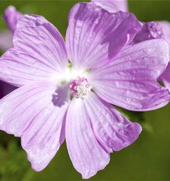 Malva moschata