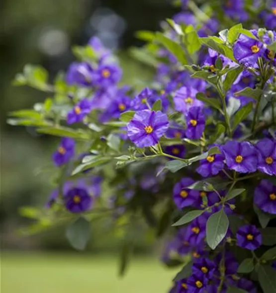 Solanum rantonnetii