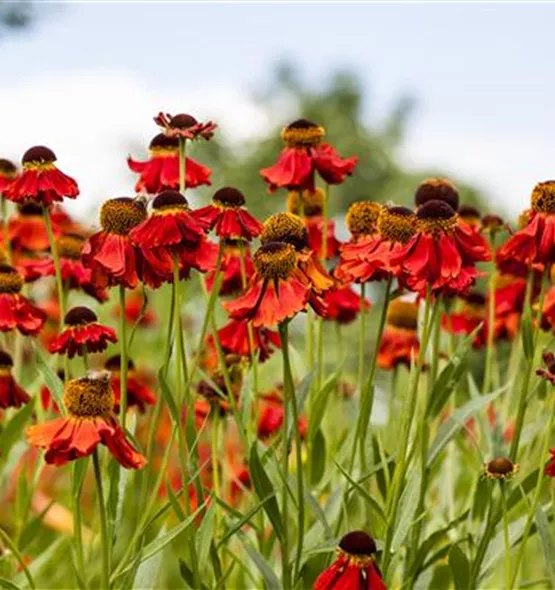 Helenium autumnale