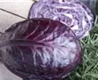 Rotkohl