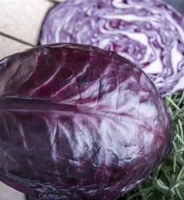 Brassica oleracea var. capitata f. rubra