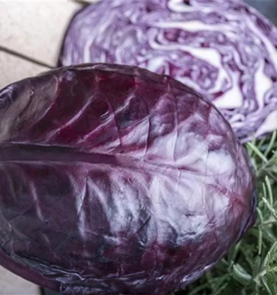 Brassica oleracea var. capitata f. rubra